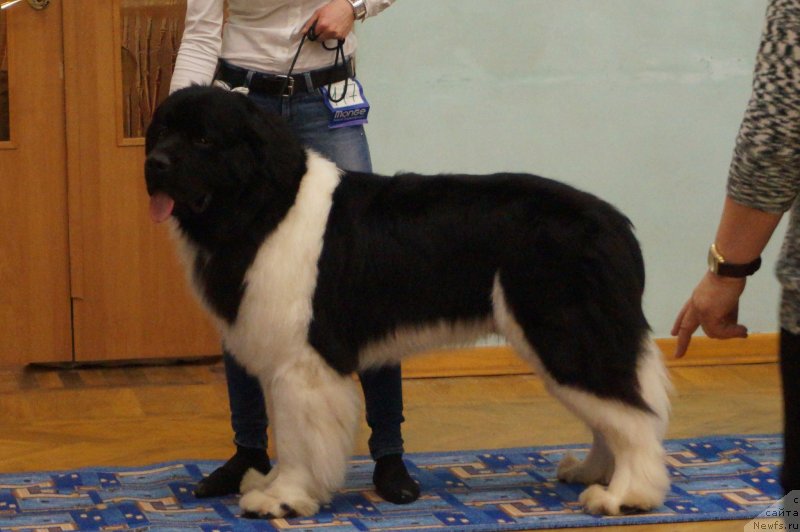 Фотография № 232547