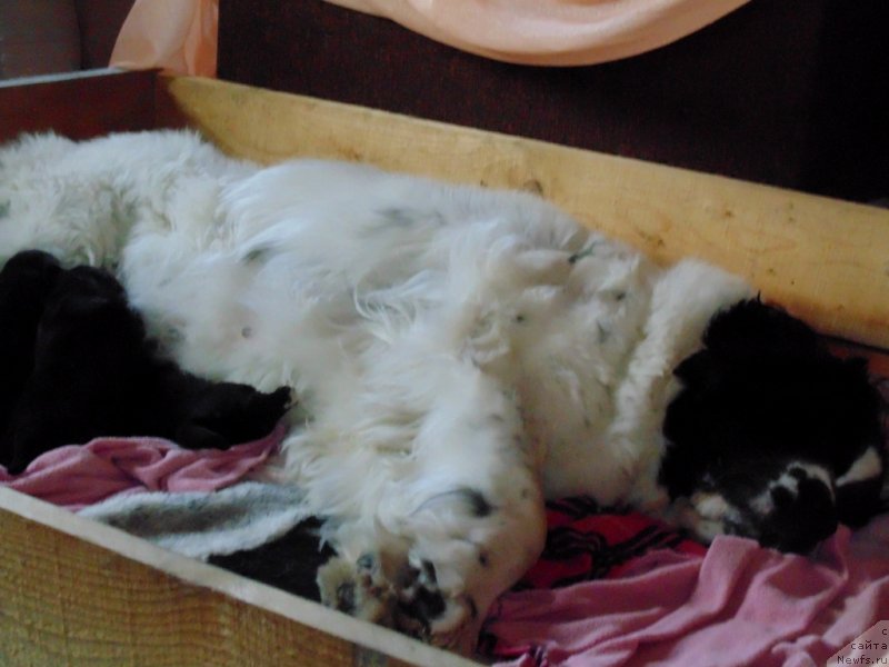 Фото: ньюфаундленд Маг Исполин Морская Жемчужина