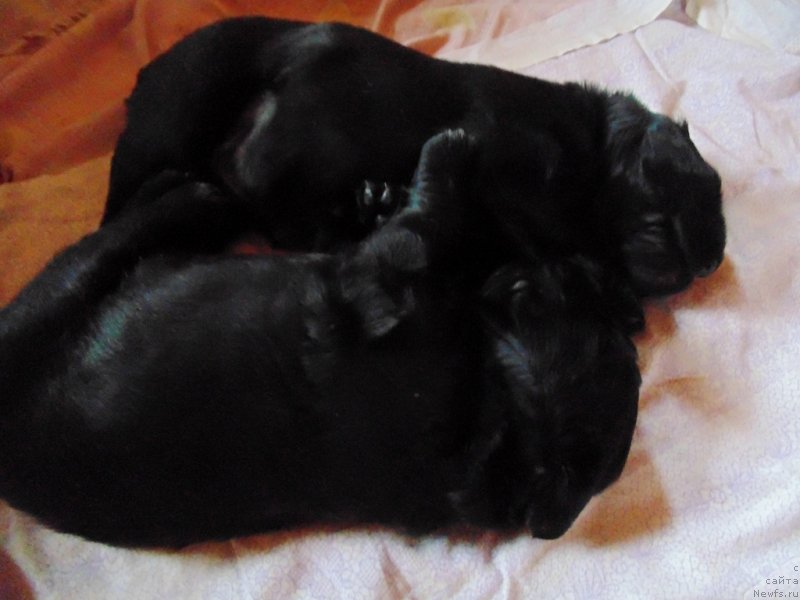 Фото: ньюфаундленд Маг Исполин Морская Жемчужина