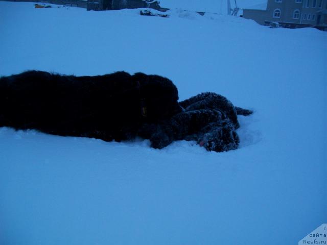 Фото: Глория и Фортуна