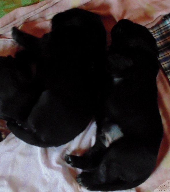 Фото: ньюфаундленд Маг Исполин Морская Жемчужина