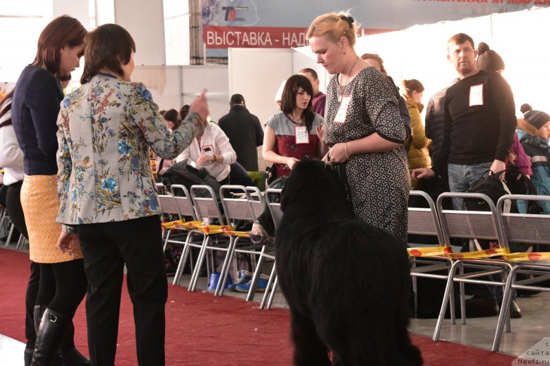 Фото: ньюфаундленд Акватория Келвин Зенит