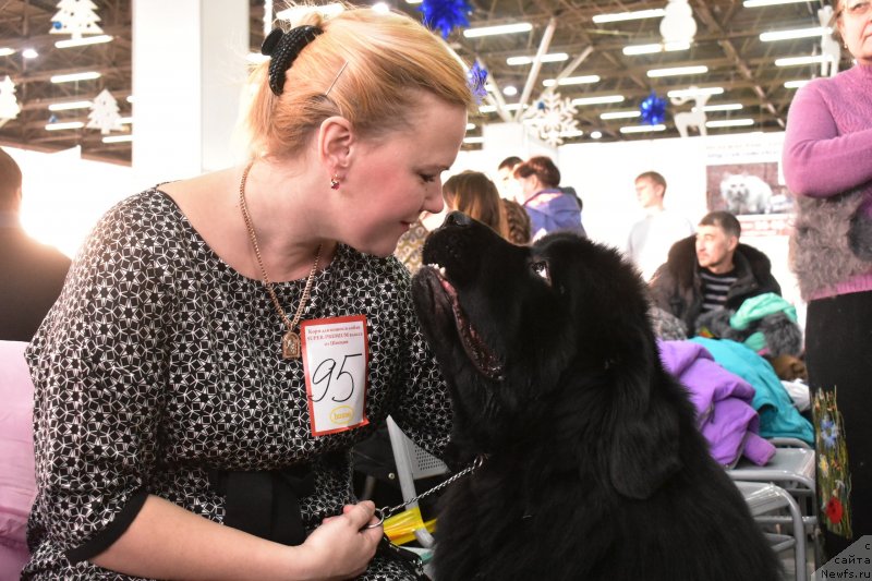 Фото: ньюфаундленд Акватория Келвин Зенит