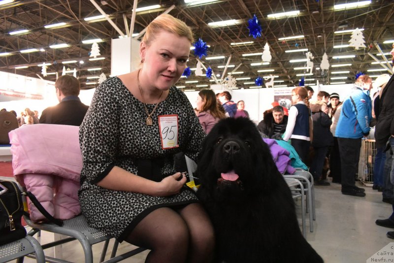 Фото: ньюфаундленд Акватория Келвин Зенит