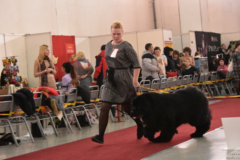 Фото: ньюфаундленд Акватория Келвин Зенит