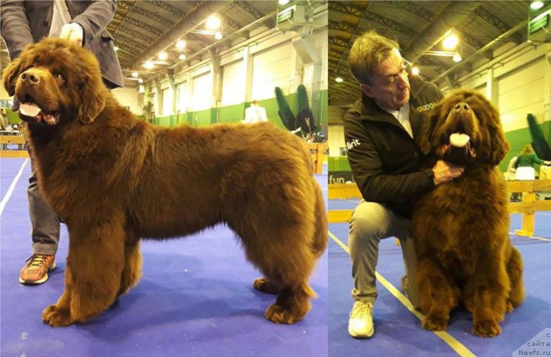 Фото: ньюфаундленд Браунблад МСК Джой Орсон