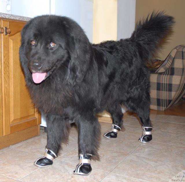 Фото: Гектор