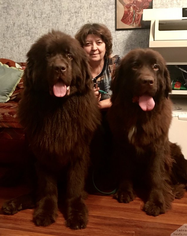 Фото: ньюфаундленд Браунблад  МСК Лион Лаби-Рони (Brownblood MSK Lyon Labi-Roni), ньюфаундленд Браунблад МСК Ауди Рэд Лэсс (Brownblood MSK Audi Red Less)