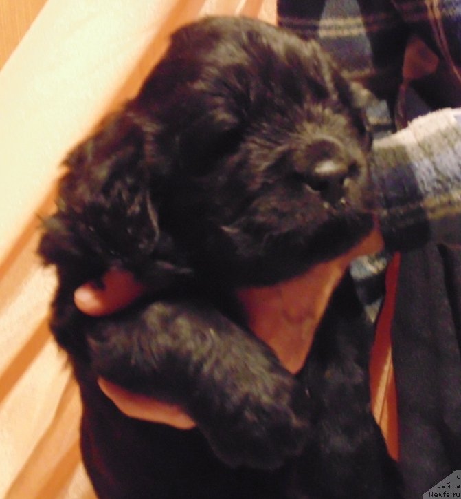 Фото: ньюфаундленд Маг Исполин Морская Жемчужина