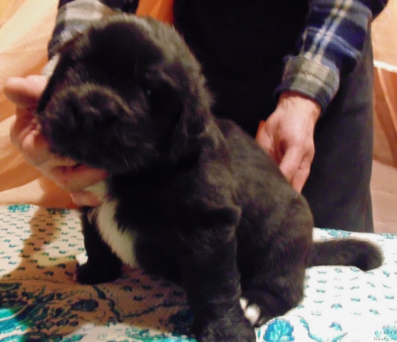 Фото: ньюфаундленд Маг Исполин Морская Жемчужина