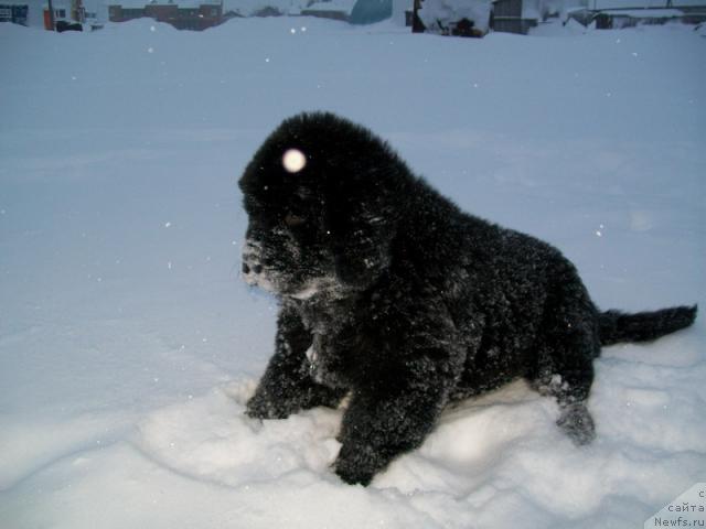 Фото: ньюфаундленд Fortuna of Giant's Island