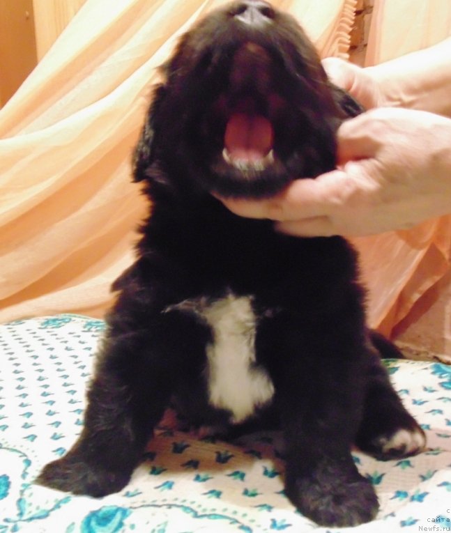 Фото: ньюфаундленд Маг Исполин Морская Жемчужина