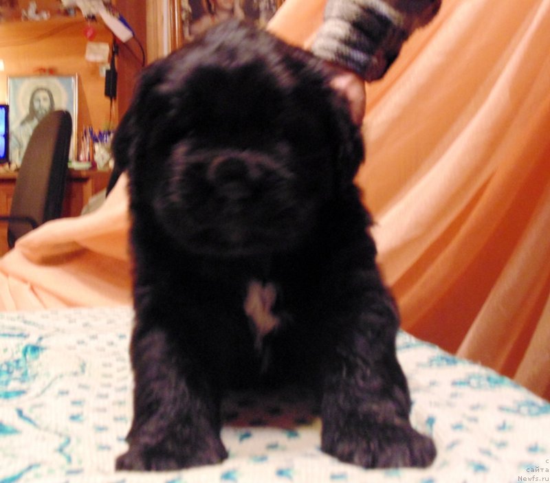 Фото: ньюфаундленд Маг Исполин Морская Жемчужина