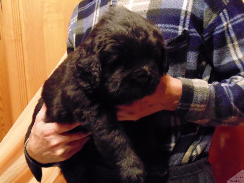 Фото: ньюфаундленд Маг Исполин Морская Жемчужина