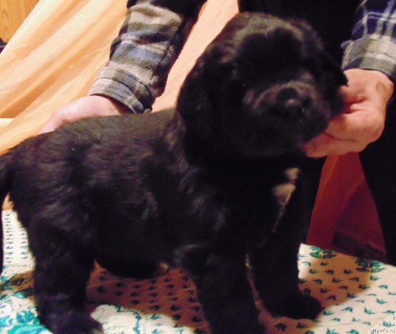 Фото: ньюфаундленд Маг Исполин Морская Жемчужина