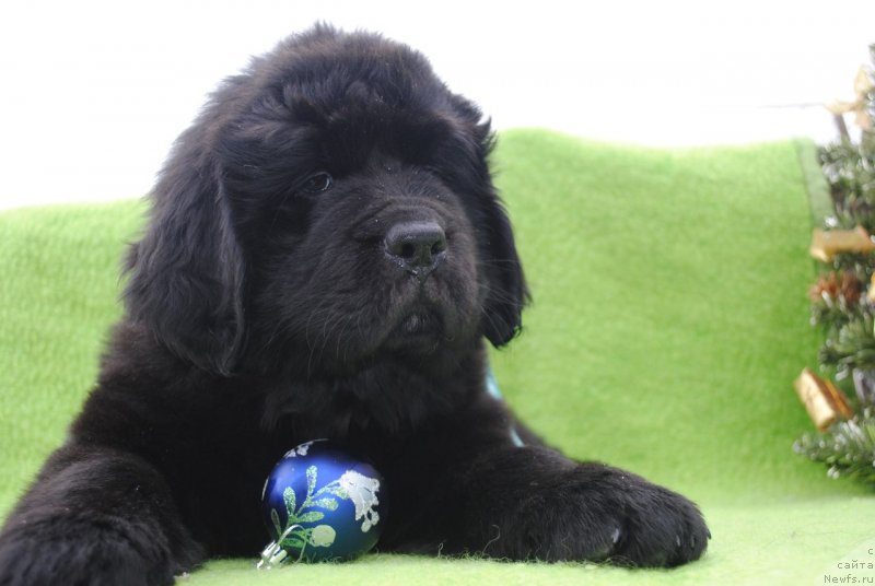 Фото: ньюфаундленд Черный Балу Макларен