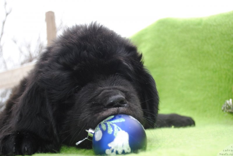 Фото: ньюфаундленд Черный Балу Макларен