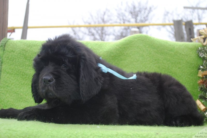 Фото: ньюфаундленд Черный Балу Макларен
