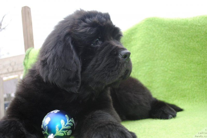 Фото: ньюфаундленд Черный Балу Макларен
