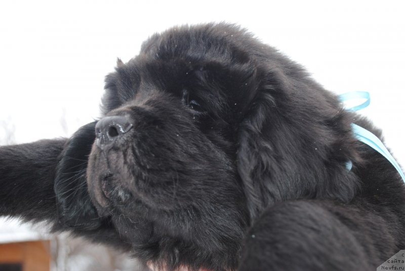 Фото: ньюфаундленд Черный Балу Макларен