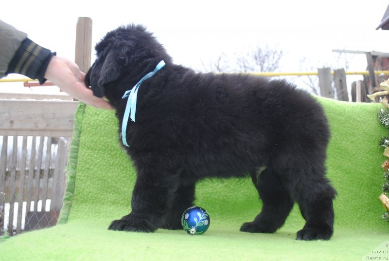 Фото: ньюфаундленд Черный Балу Макларен