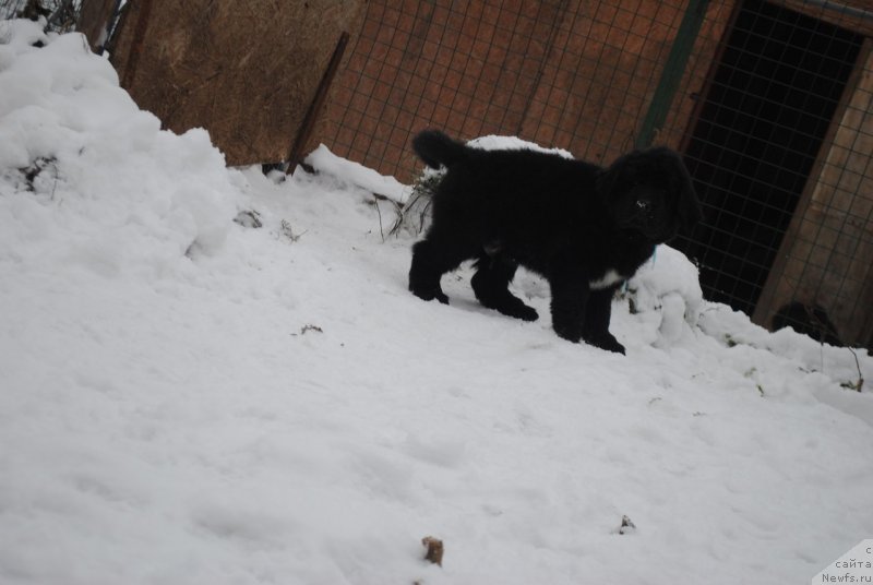 Фото: ньюфаундленд Черный Балу Макларен