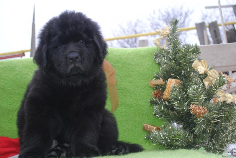 Фото: ньюфаундленд Черный Балу Мартин Иден