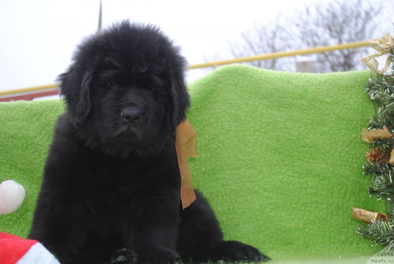 Фото: ньюфаундленд Черный Балу Мартин Иден