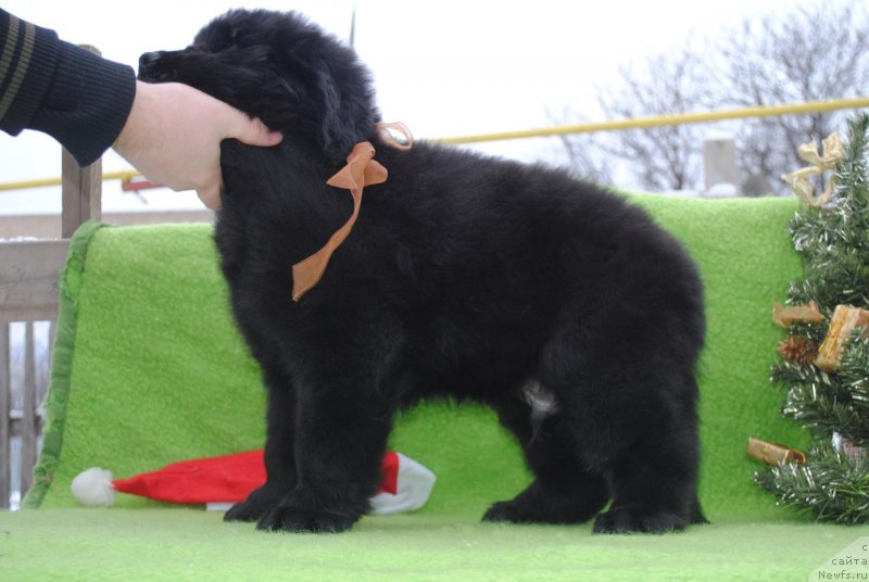 Фото: ньюфаундленд Черный Балу Мартин Иден