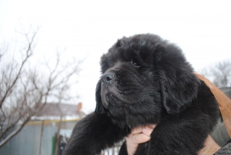 Фото: ньюфаундленд Черный Балу Мартин Иден