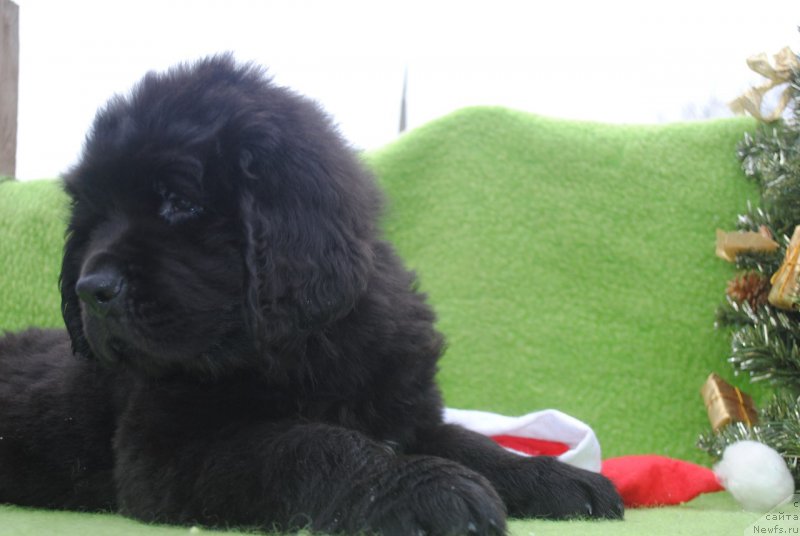 Фото: ньюфаундленд Черный Балу Маггелан