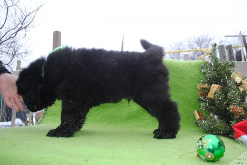 Фото: ньюфаундленд Черный Балу Маггелан