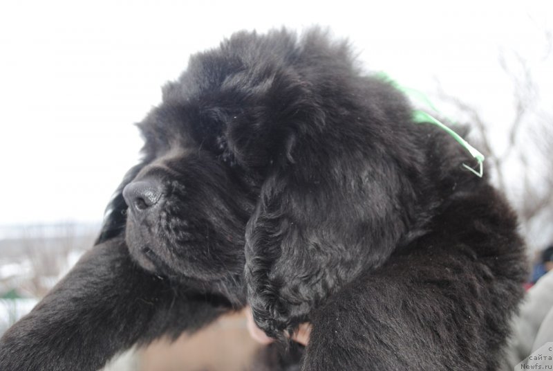 Фото: ньюфаундленд Черный Балу Маггелан