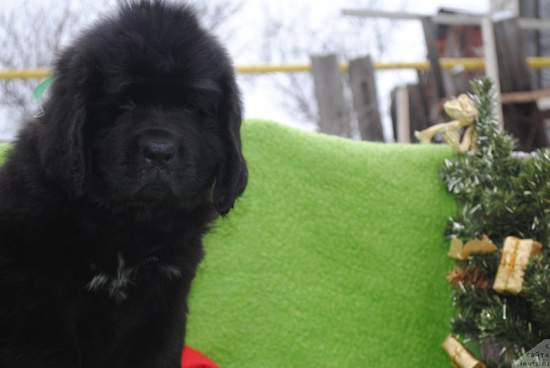 Фото: ньюфаундленд Черный Балу Маггелан