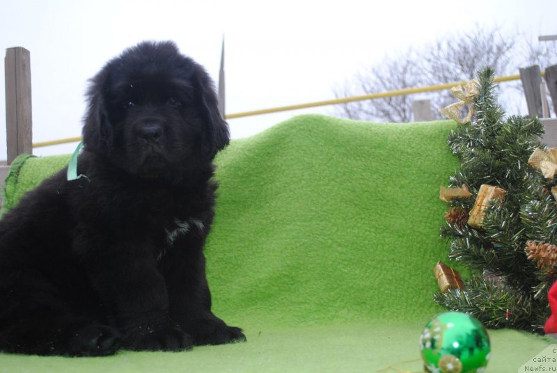Фото: ньюфаундленд Черный Балу Маггелан