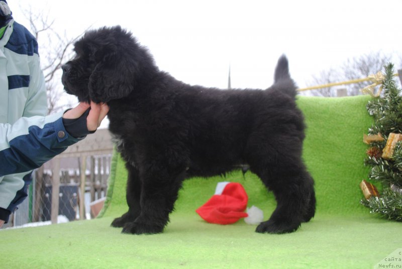 Фото: ньюфаундленд Черный Балу Маггелан