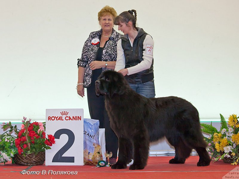 Фото: ньюфаундленд Черная Мафия Баск То Тхе Футуре (Chernaya Mafia Back To The Future)