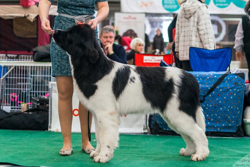 Фото: ньюфаундленд Аквиан Сонг Тейят Приор