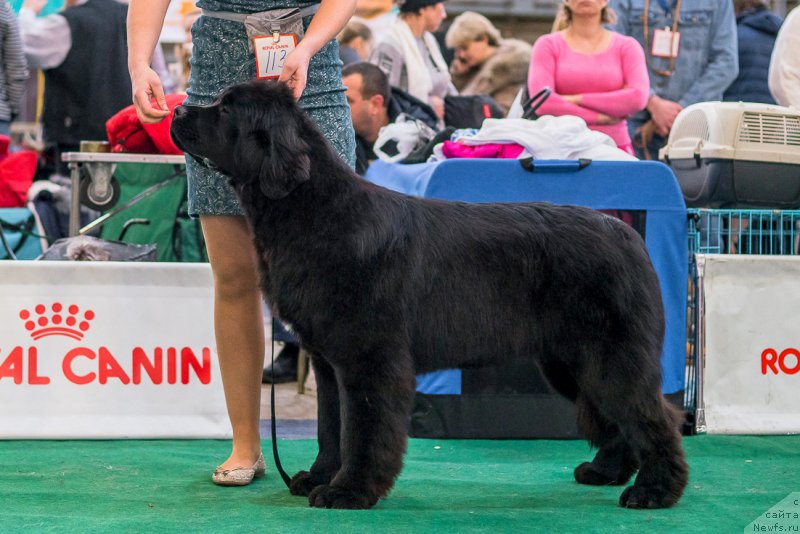 Фото: ньюфаундленд Аквиан Сонг Текила Голд (Akvian Song Tequila Gold)