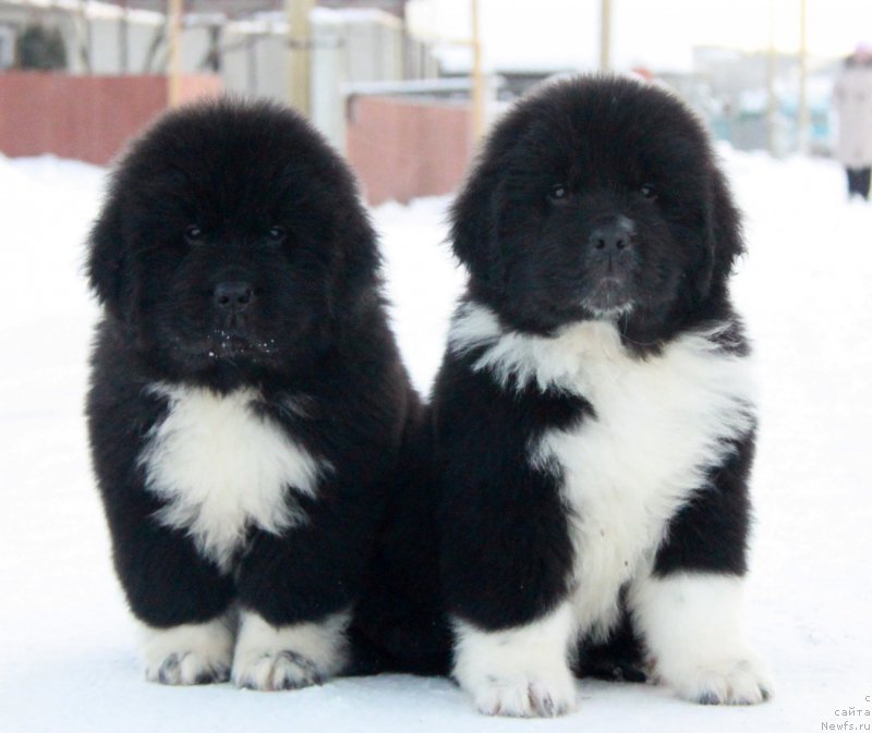 Фото: Аквиан Сонг Форбс и Аквиан Сонг Феллинг Гуд(Фил).