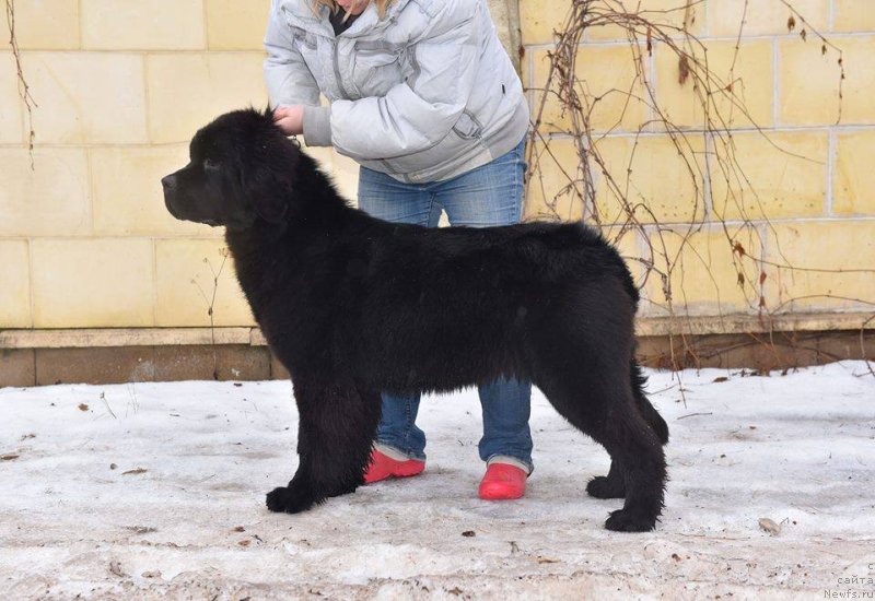Фото: ньюфаундленд Стеалбеарс Ат Май Бэст (Stealbears At my Best)