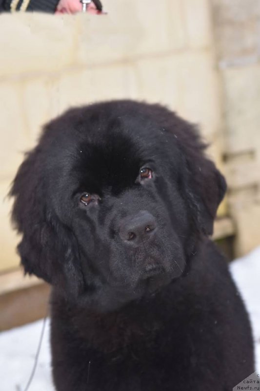 Фото: ньюфаундленд Стеалбеарс Ат Май Бэст (Stealbears At my Best)