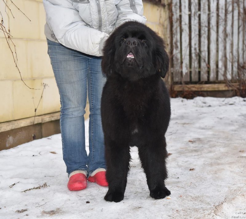 Фото: ньюфаундленд Стеалбеарс Ат Май Бэст (Stealbears At my Best)