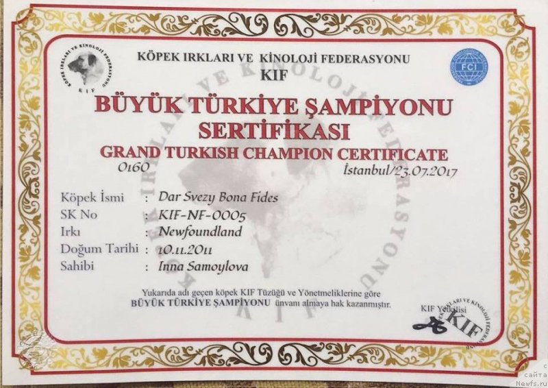 Фото: ньюфаундленд Дар Свезы Бона Фидес (Dar Svezy Bona Fides)