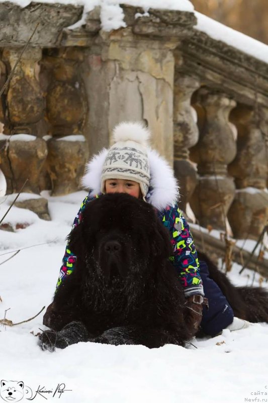 Фото: ньюфаундленд Королевич Елисей от Сибирского Медведя
