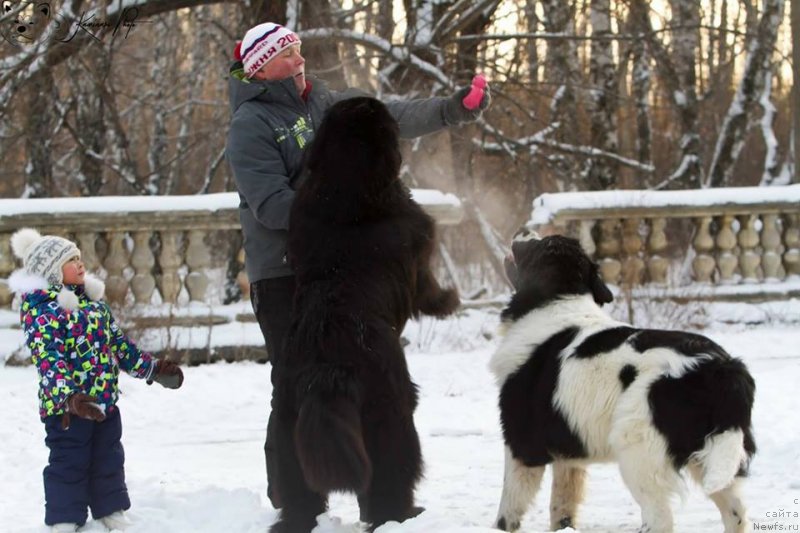 Фото: ньюфаундленд Королевич Елисей от Сибирского Медведя