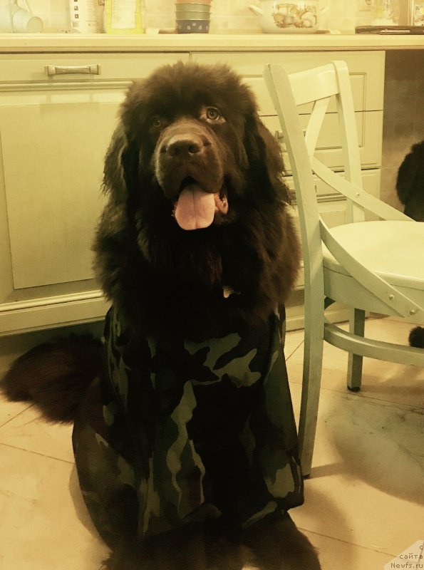 Фото: ньюфаундленд Браунблад МСК Ливона Либа (Brownblood MSK Livona Liba)