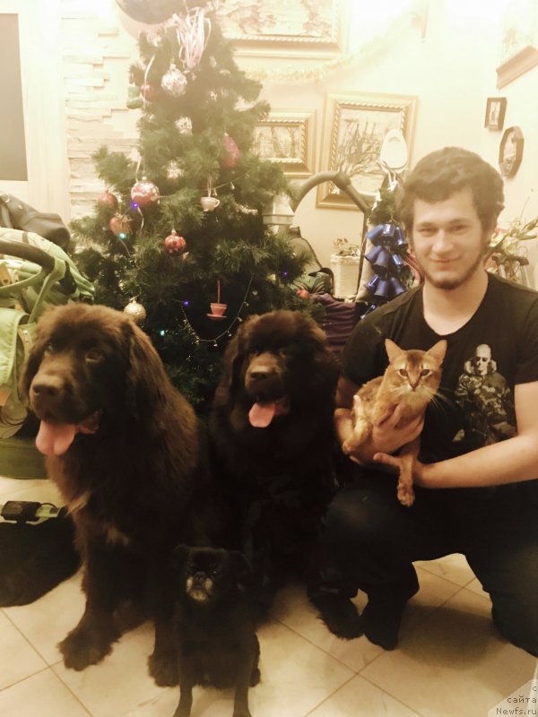 Фото: ньюфаундленд Браунблад МСК Ауди Рэд Лэсс (Brownblood MSK Audi Red Less), ньюфаундленд Браунблад МСК Ливона Либа (Brownblood MSK Livona Liba)