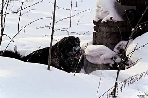 Фото: ньюфаундленд Ньюфорт Жорджия