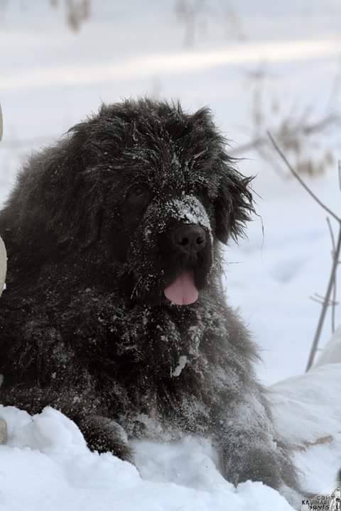 Фото: ньюфаундленд Ньюфорт Жорджия